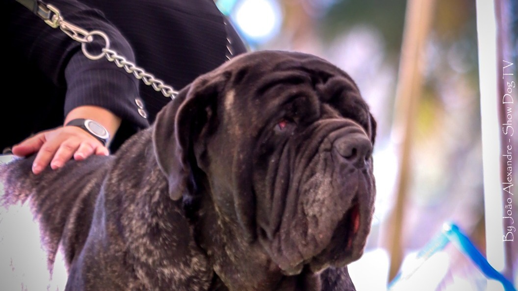 Blog Canil Ciminno - Cão de guarda: conheça 3 raças indicadas para o posto