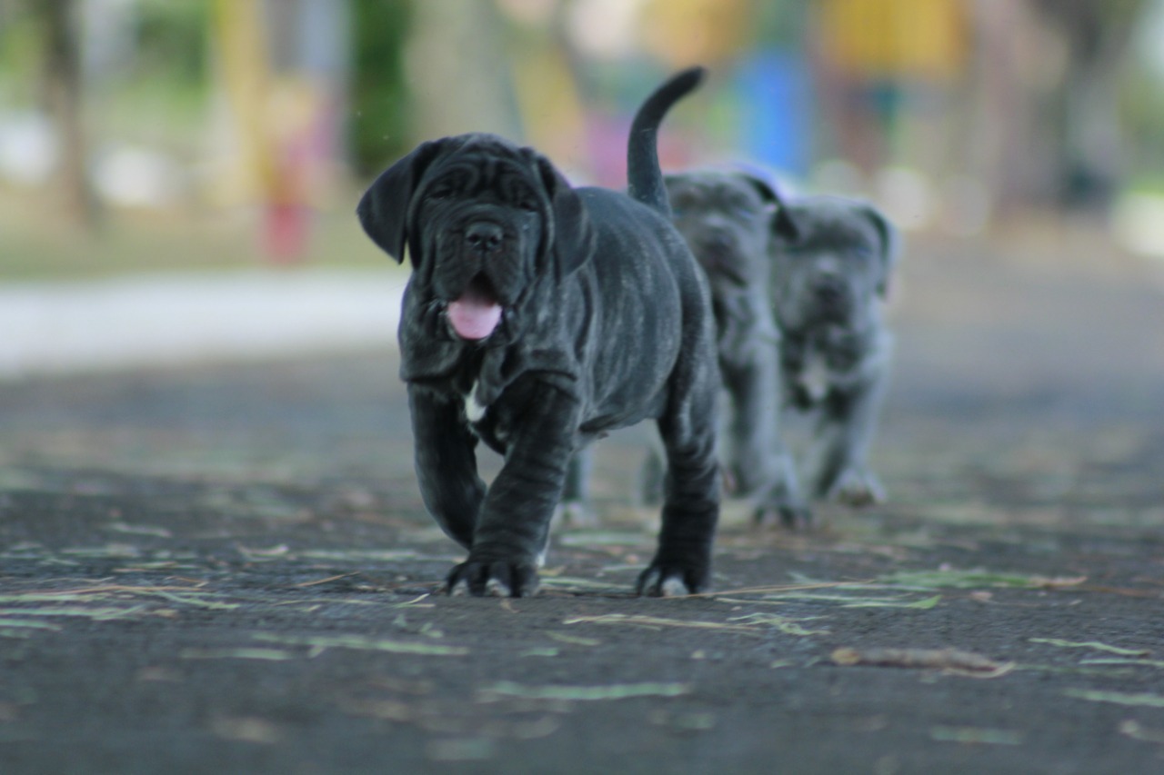 Blog Canil Ciminno - Cão de guarda: conheça 3 raças indicadas para